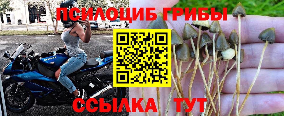 закладки  Псилоцибиновые грибы GOLDEN TEACHER  Вход с VPN  Севастополь 